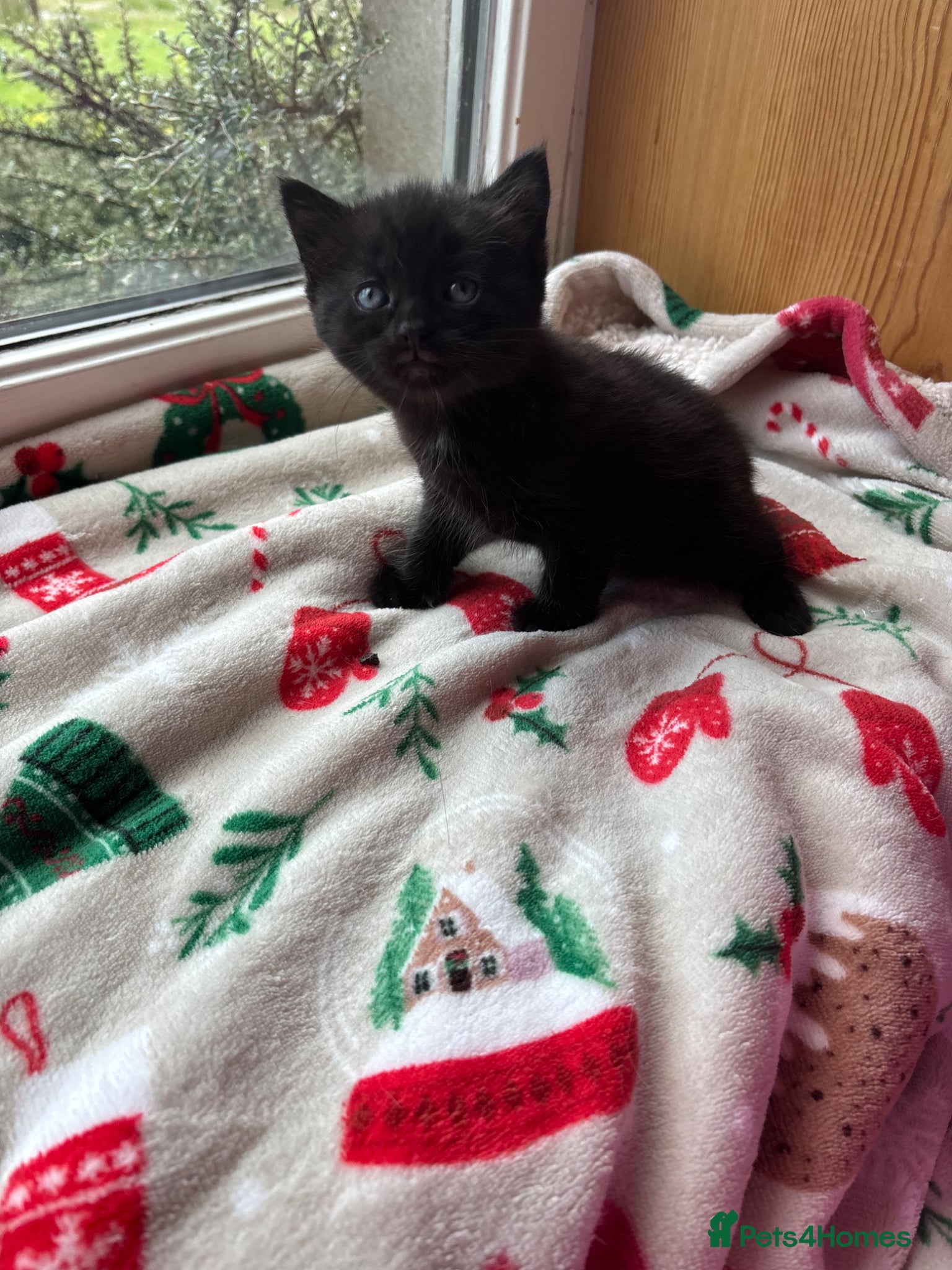 Mixed Breed cats 1 Beautiful kitten Looking for their forever home - Advert 5