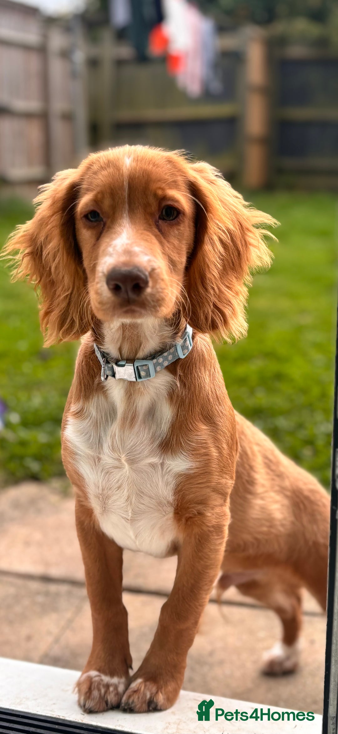 Cocker Spaniel dogs for sale: Nearly 2 year old cocker spaniel  - Advert 2