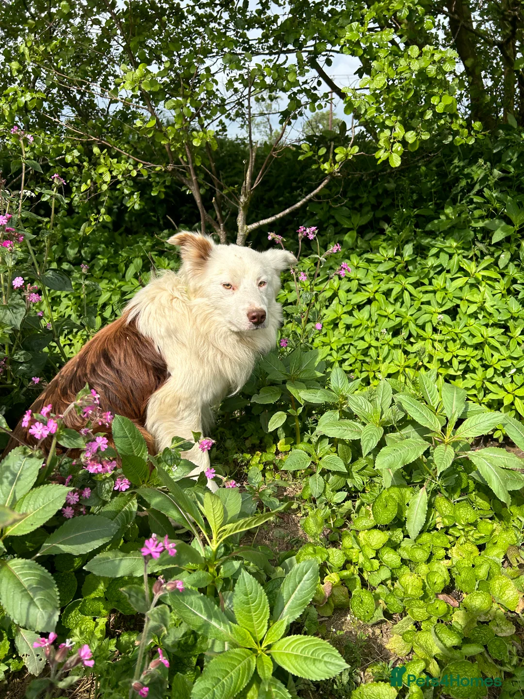 Border Collie dogs for sale: HEALTH TESTED CLEAR PARENTS BORDER COLLIE PUPS - Advert 19