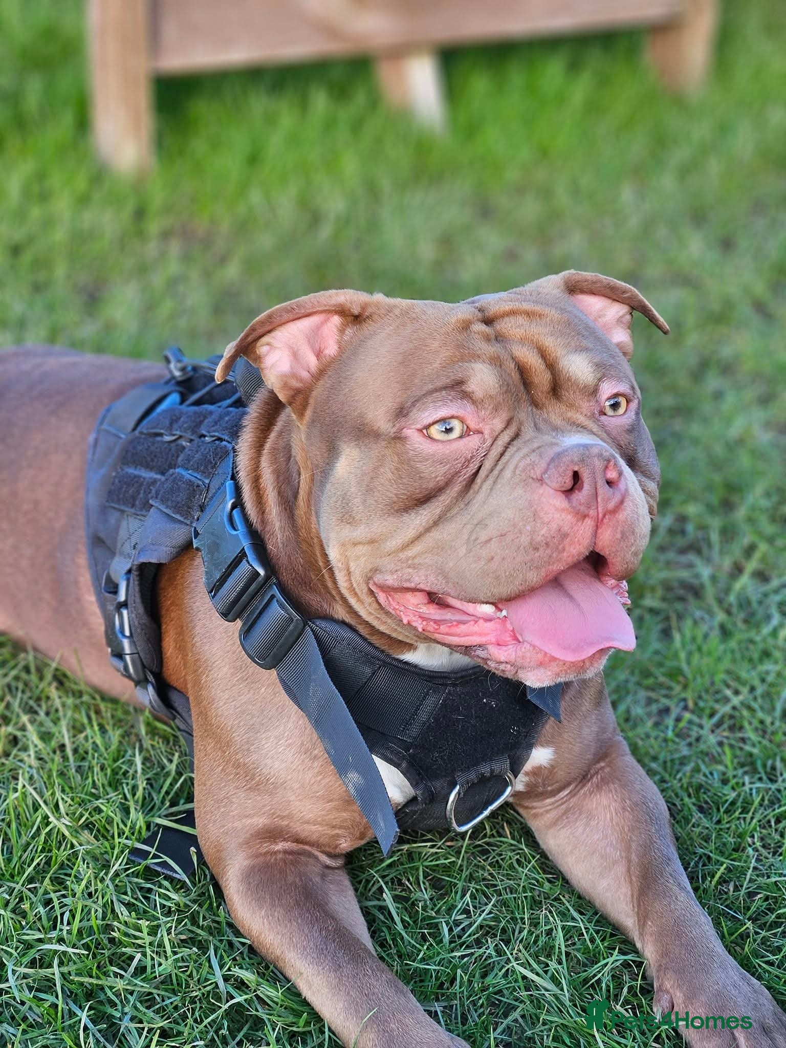 American Bully dogs Pocket bully for stud  - Advert 1