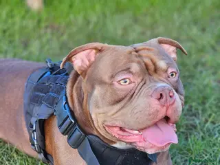 American Bully dogs Pocket bully for stud - Advert 1