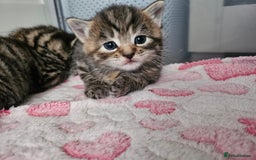 European cats for sale: 4 beautiful kittens looking for the New 🤎 home  - Image 23