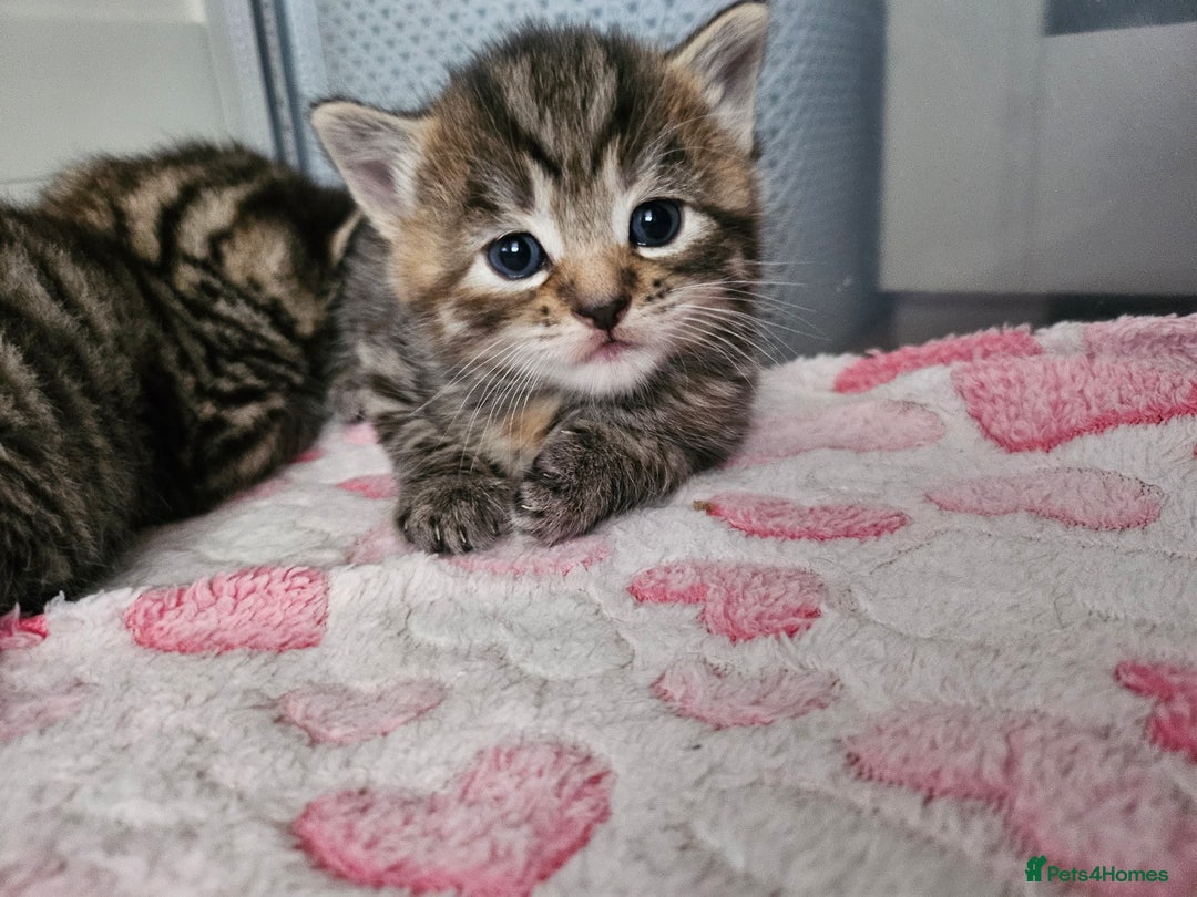European cats for sale: 4 beautiful kittens looking for the New 🤎 home  - Image 23