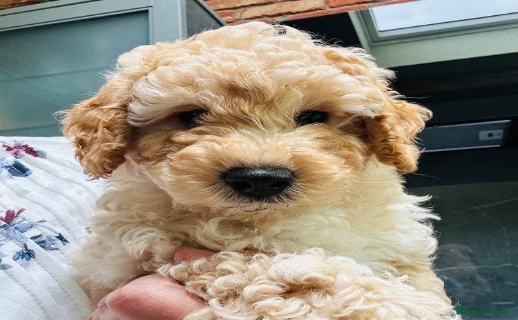 Cavapoo dogs - Advert 10