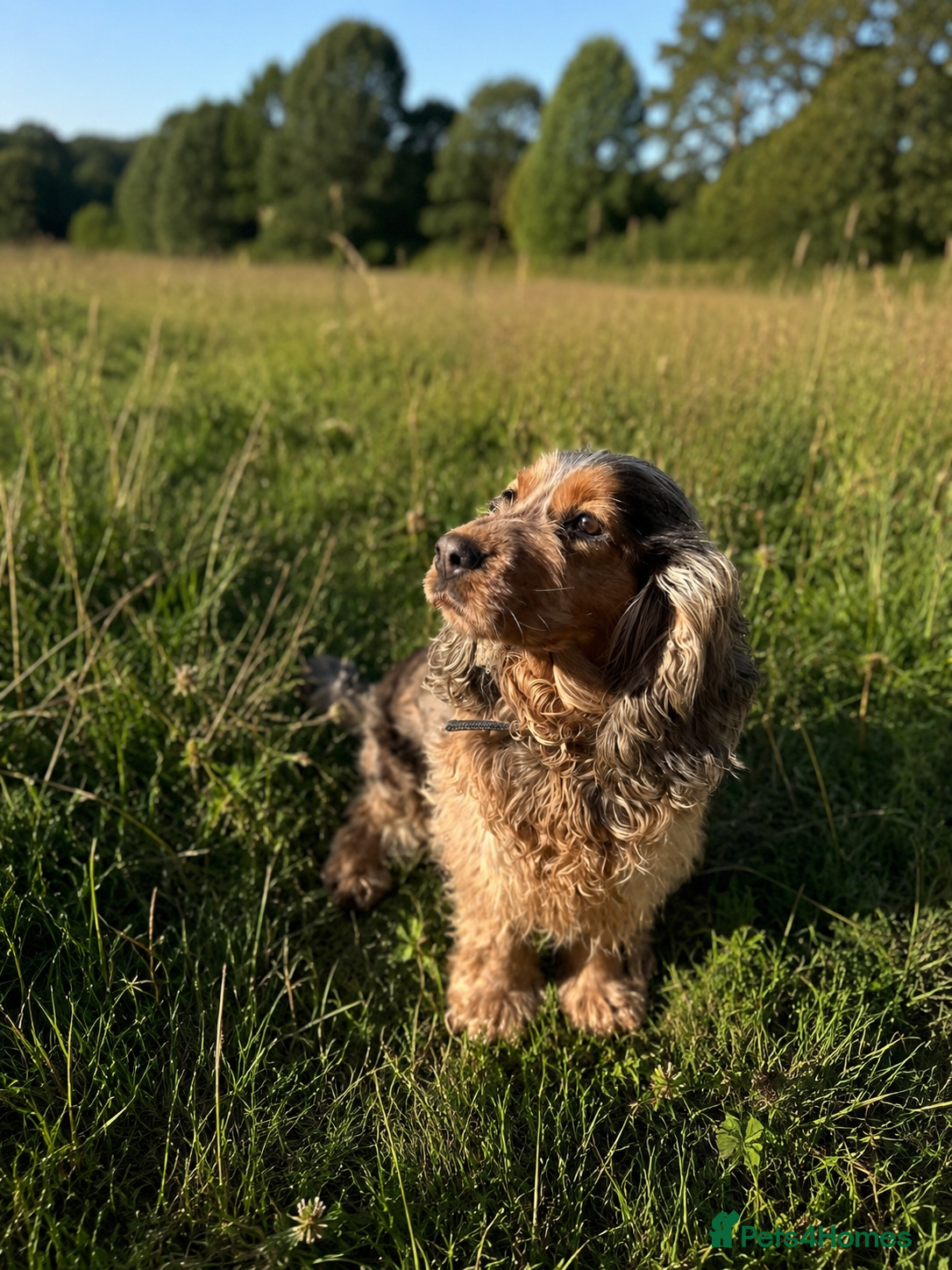 Cockapoo dogs for sale: ⭐️ BEAUTIFUL F1 TOY COCKAPOOS ⭐️ - Advert 1