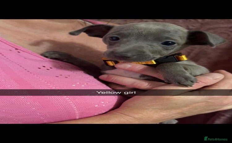 Italian Greyhound dogs - Advert 1