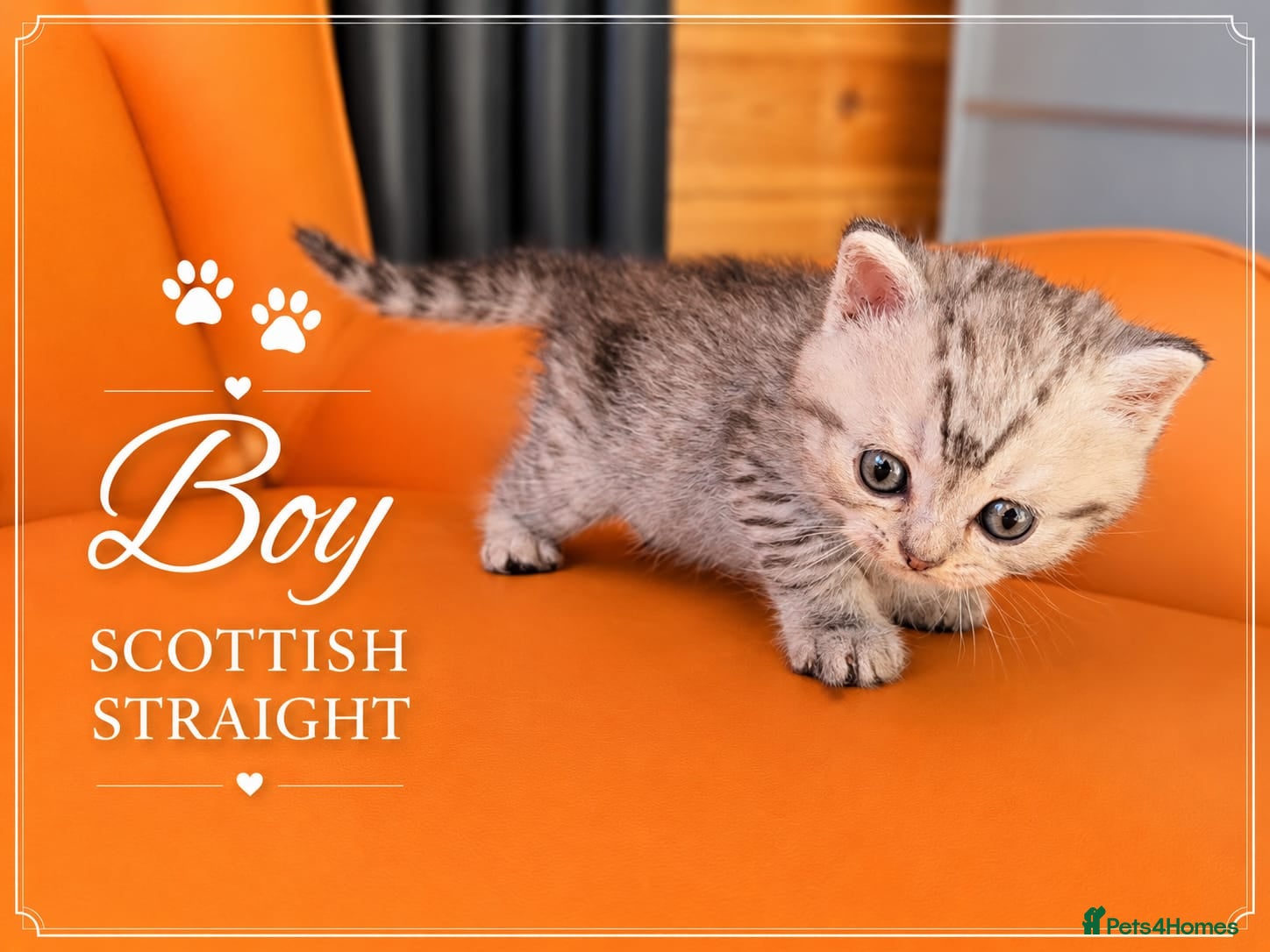 Scottish Fold cats for sale: Scotish Fold Kittens - Advert 3