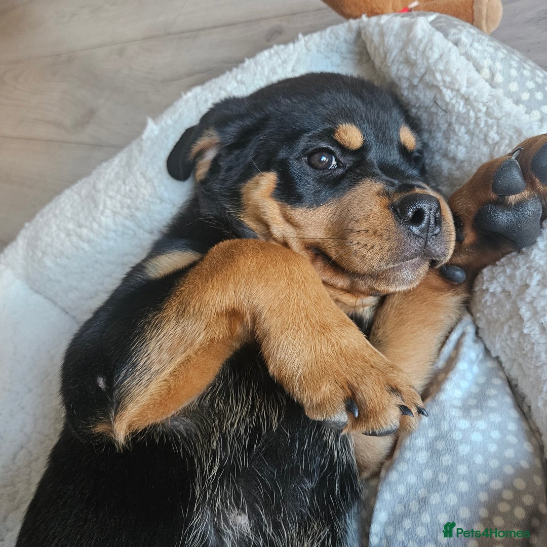 Rottweiler dogs for sale: Rottweiler puppy  - Image 4