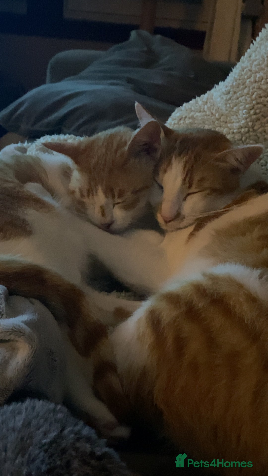 Arabian Mau cats for sale: 2 loving Sibling cats  - Advert 7