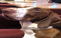 Bracco Italiano dogs for sale: Adorable Bracco Puppies Due 3rd October  - Image 4