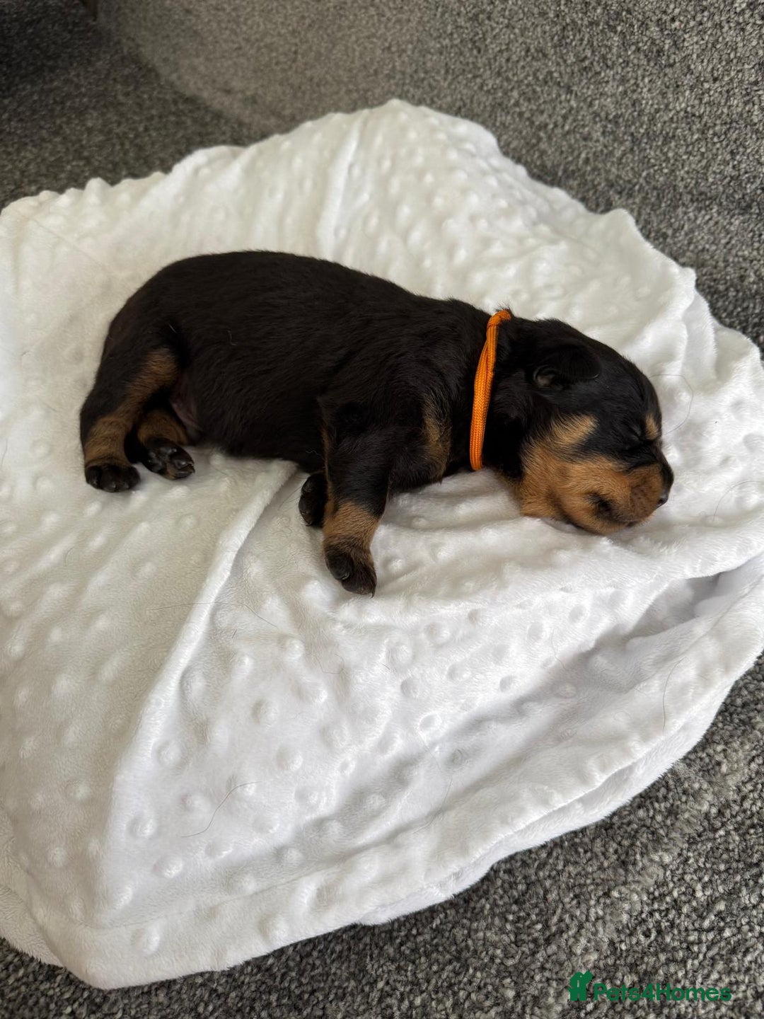Rottweiler dogs for sale: Stunning chunky Rottweiler puppies - Image 9