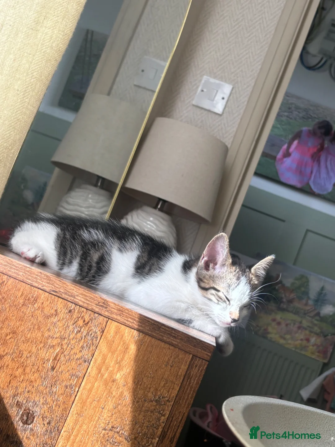 Mixed Breed cats for sale: 2 male kittens for sale  in Bexleyheath - Advert 1