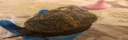 Snails invertebrates for sale: Large Ovum snails  - Advert 1