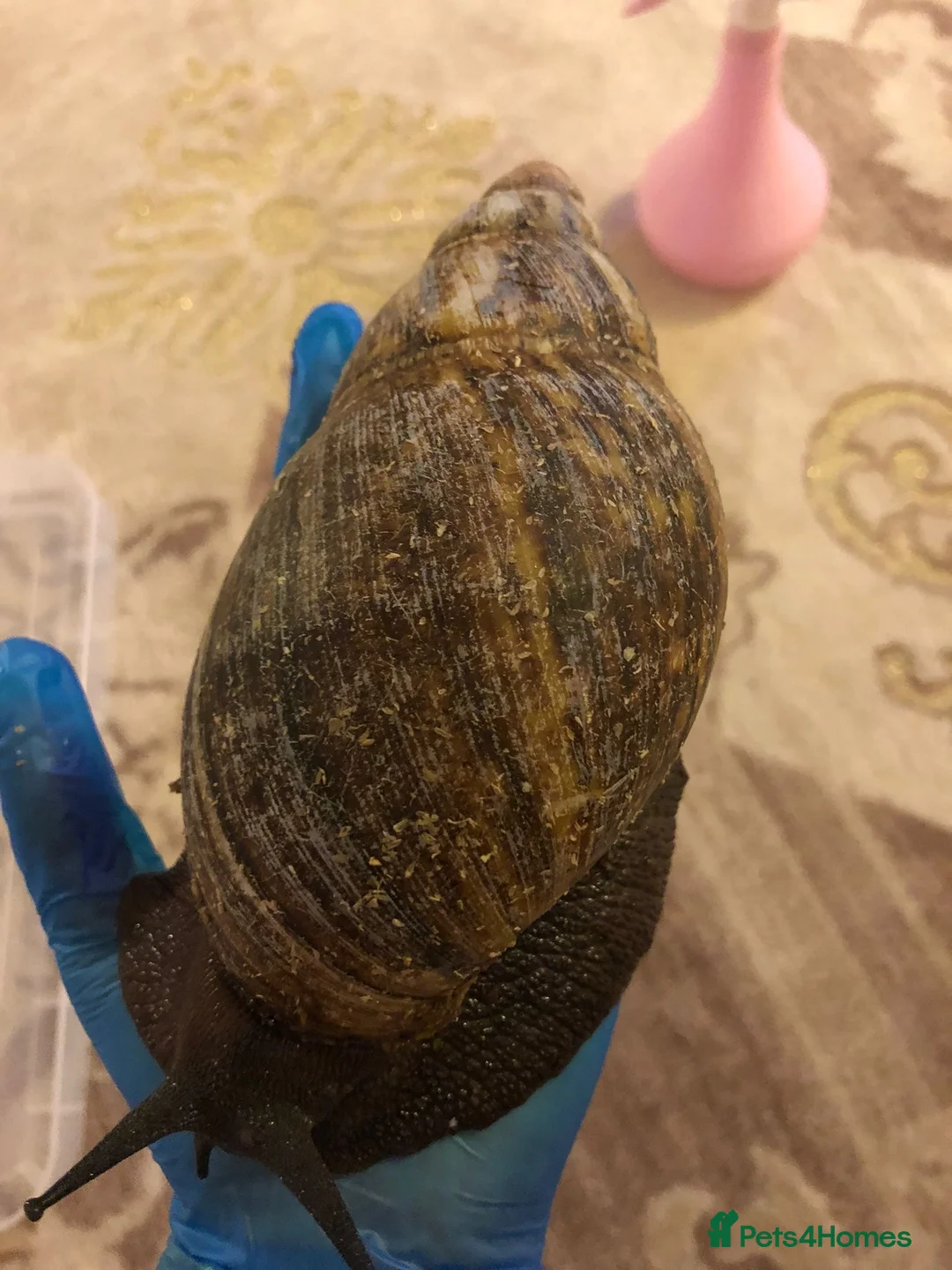 Snails invertebrates for sale: Large Ovum snails  - Advert 1