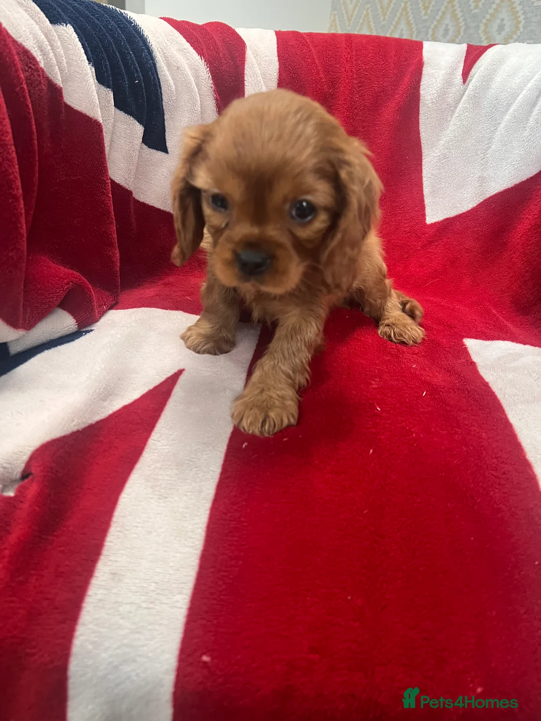 Cavalier King Charles Spaniel dogs for sale: King Charles spaniels kc registered  - Advert 9