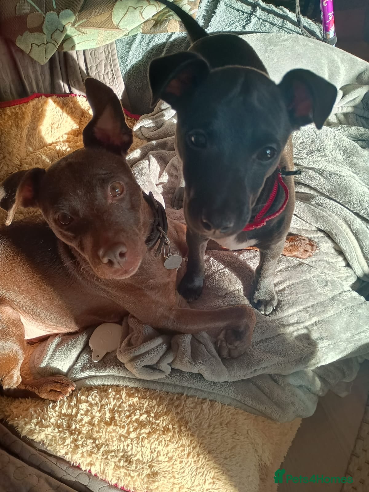 Mixed Breed dogs Woorier Pup  - Advert 18