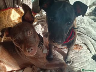 Mixed Breed dogs Woorier Pup - Advert 18