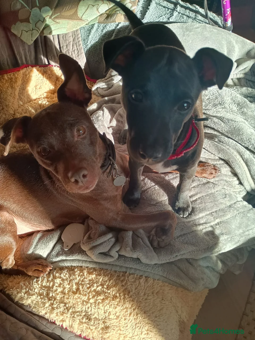 Mixed Breed dogs for sale: Woorier Pup  - Advert 1