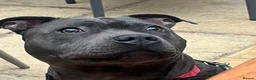 Staffordshire Bull Terrier dogs for sale: Blue Staffordshire Bull Terriers  - Advert 2