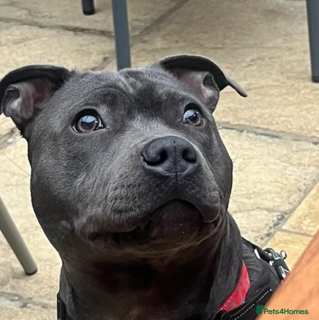Staffordshire Bull Terrier dogs for sale: Blue Staffordshire Bull Terriers  - Advert 2