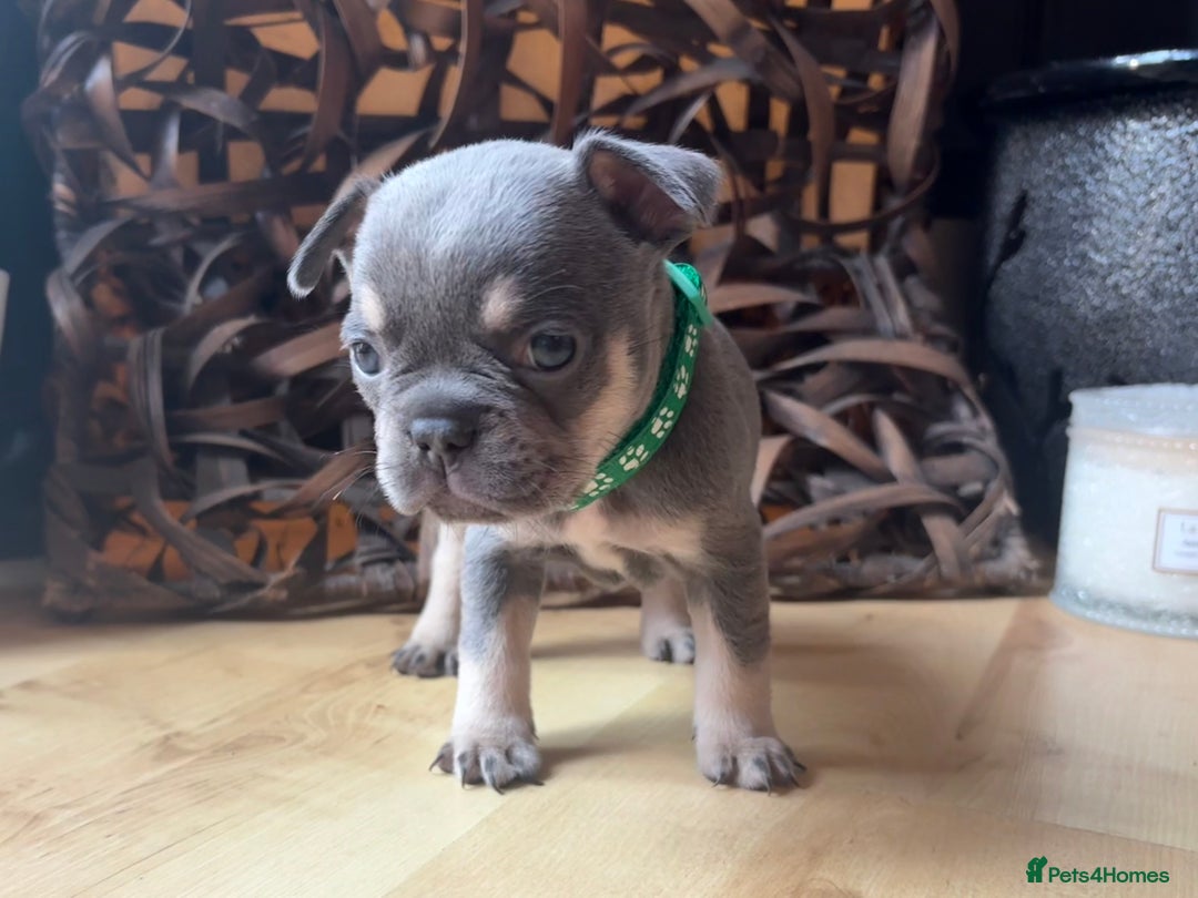 French Bulldog dogs for sale: Pedigree Frenchies - New Shade Isabella’s & Lilacs - Image 22
