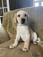 Labrador Retriever dogs Stunning Labrador pedigree puppies - Advert 7