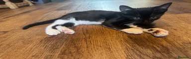 Domestic Shorthair 3