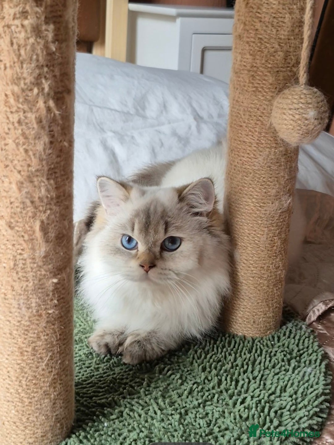 British Shorthair cats for sale: Exceptional BSH& BLH blue golden shaded Ny11 💖 - Advert 12