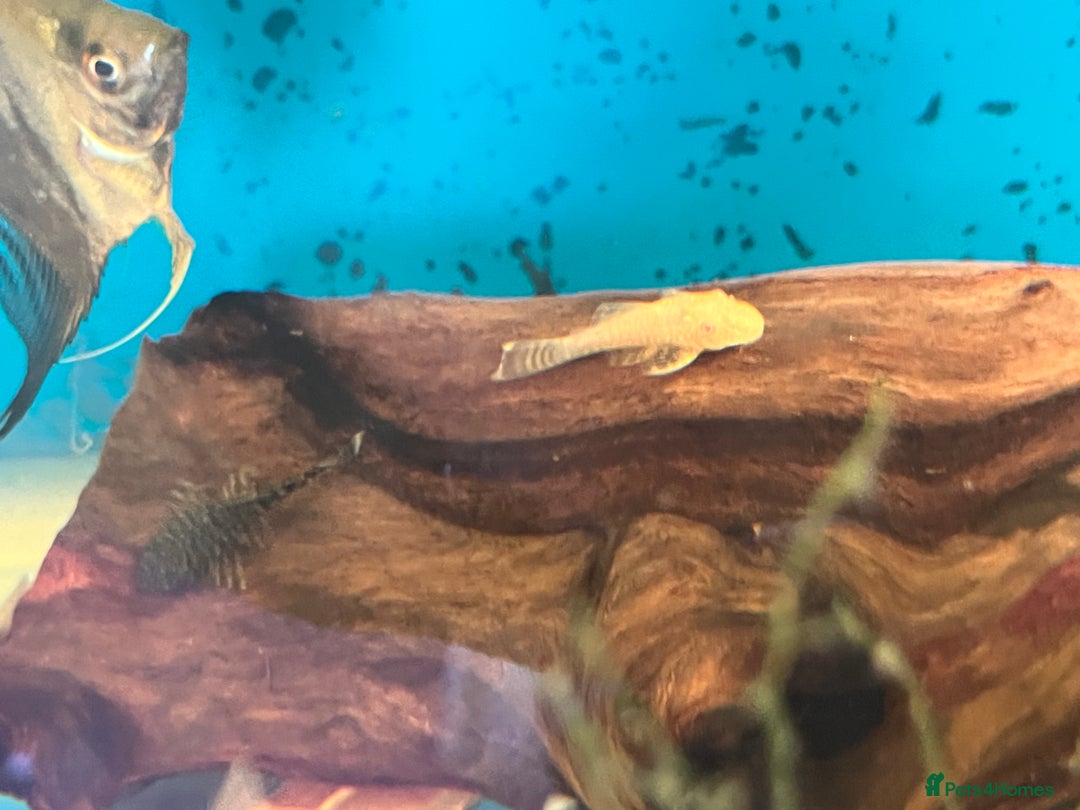 Live Bearers fish for sale: Mixed fish - Image 13