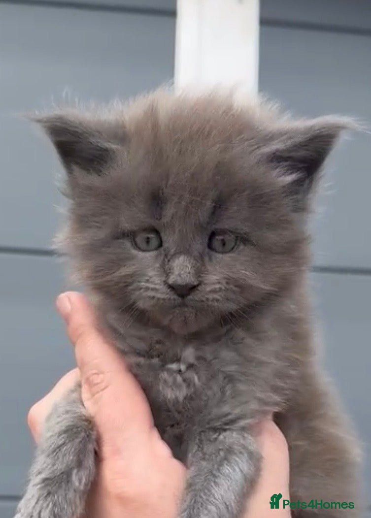 Maine Coon cats XL beautiful maine coon kittens  - Advert 10