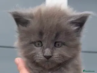 Maine Coon cats XL beautiful maine coon kittens - Advert 10