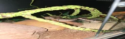 Python Snake reptiles for sale: 5x royal pythons and set ups in Birmingham - Advert 16