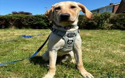 Mixed Breed dogs for adoption: Sika (Labrador/Pointer mix) - Image 3