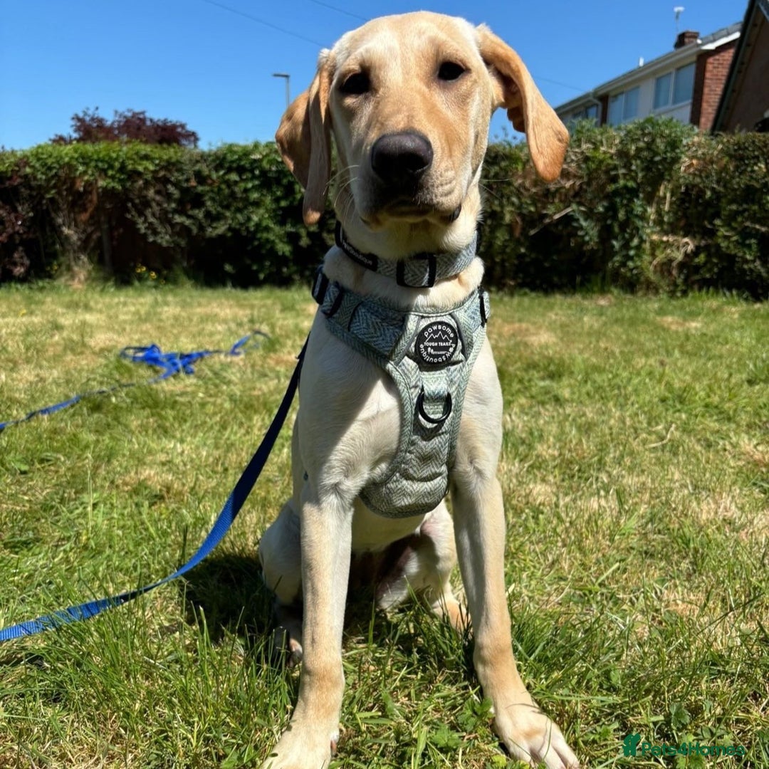 Mixed Breed dogs for adoption: Sika (Labrador/Pointer mix) - Image 3