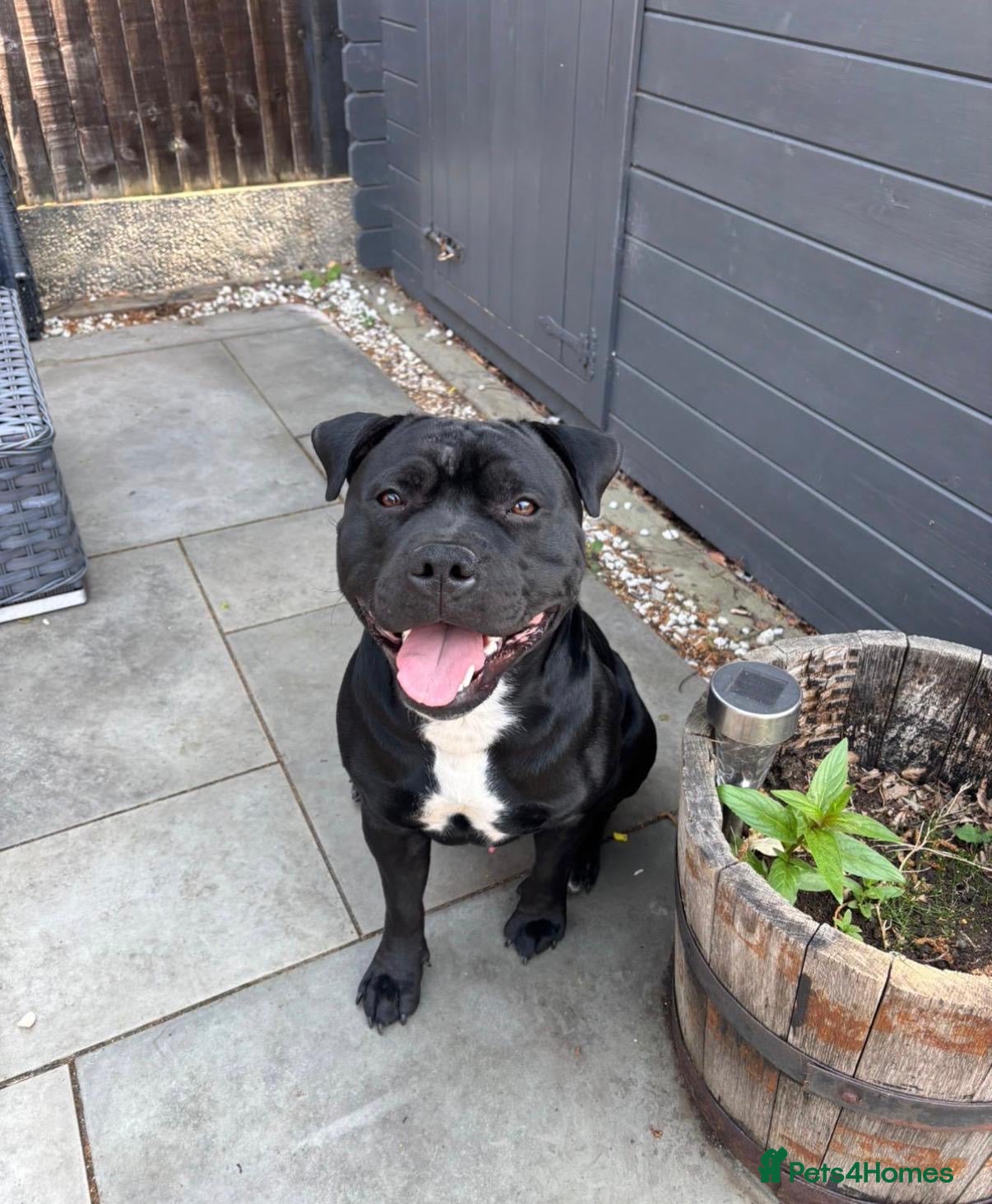 Staffordshire Bull Terrier dogs Staffordshire bull terrier 1 year old  - Advert 11