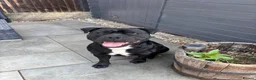 Staffordshire Bull Terrier dogs for sale: Staffordshire bull terrier 1 year old  in Chelmsford - Advert 1