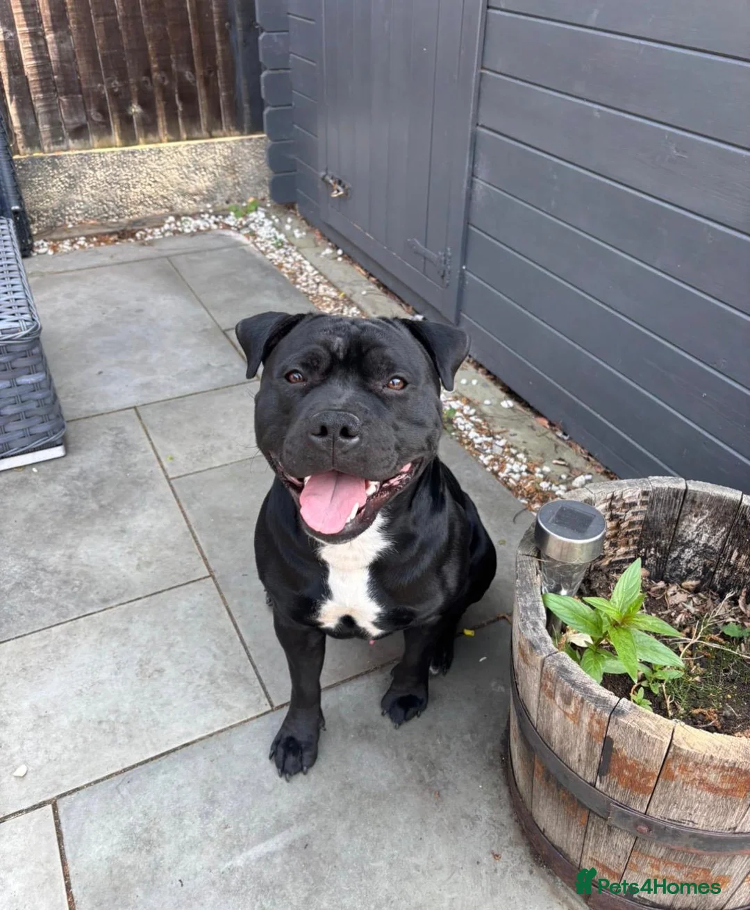 Staffordshire Bull Terrier dogs for sale: Staffordshire bull terrier 1 year old  in Chelmsford - Advert 1