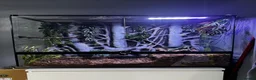 Python Snake reptiles for sale: Black Eyed Lucy Ball Python  - Advert 2