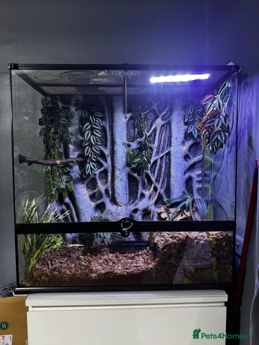 Python Snake reptiles for sale: Black Eyed Lucy Ball Python  - Advert 2