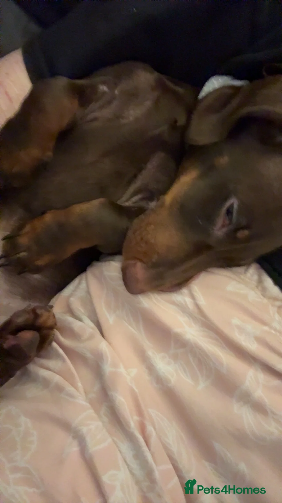 Dachshund dogs for sale: Male Dachshund For Rehoming in Liverpool - Advert 2