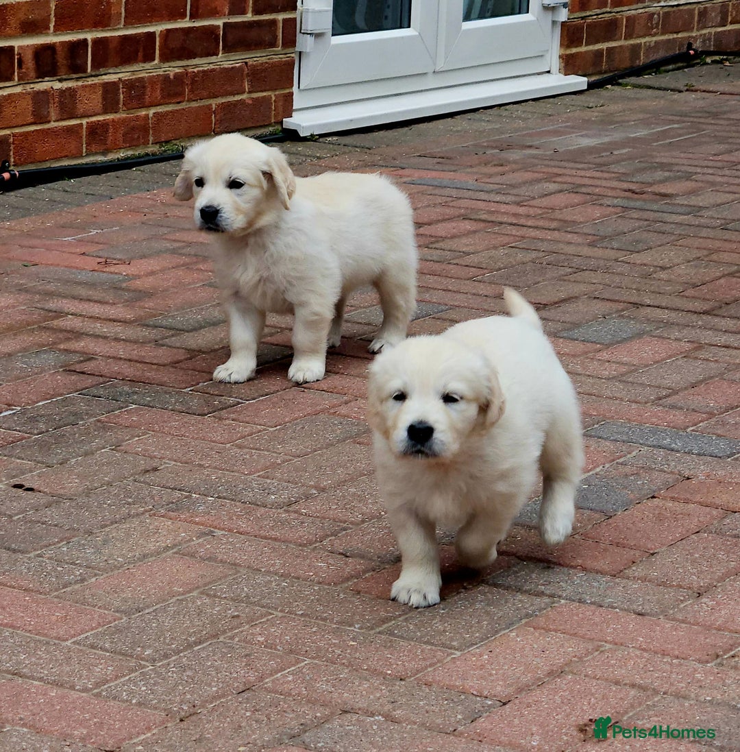 Golden Retriever dogs for sale: Beautiful pedigree golden retriver pups in Fareham - Image 9