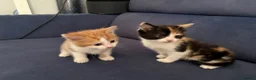 Mixed Breed cats for sale: 4 beautiful kittens for sale  in Slough - Advert 3