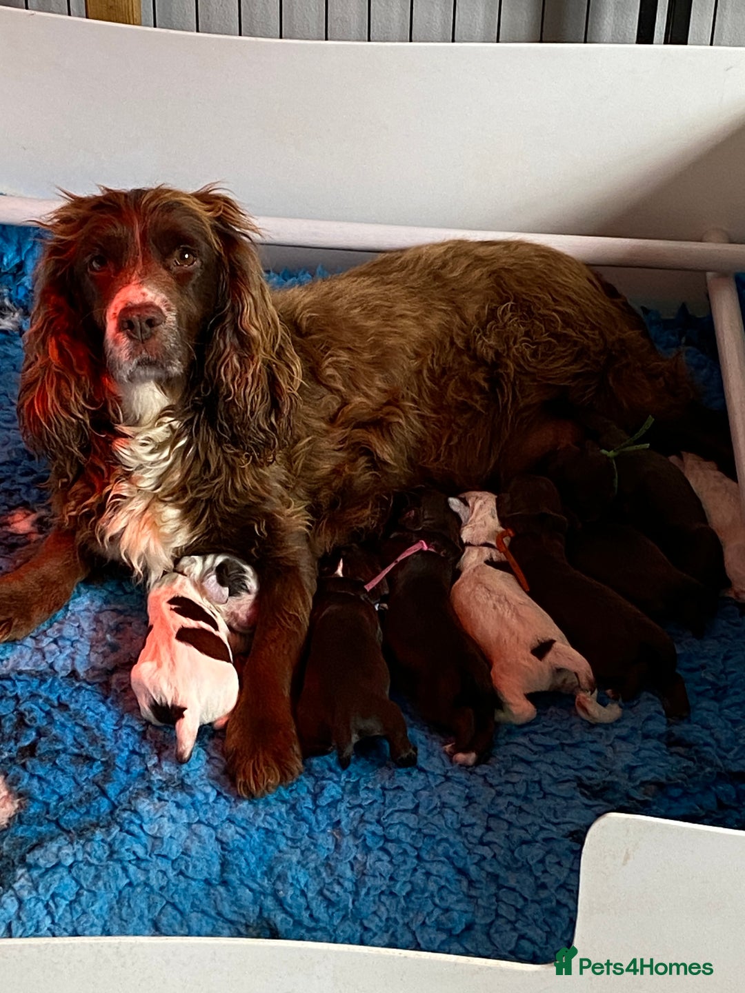 Sprocker dogs for sale: Beautiful F1 Sprocker Spaniel Puppies. in King's Lynn - Image 15