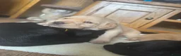 Labrador Retriever dogs for sale: Labrador puppies for sale - Advert 29