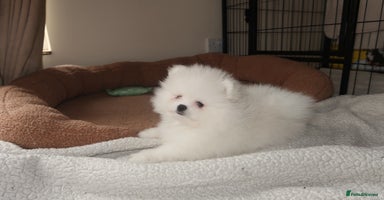Pomeranian dogs - Advert 5