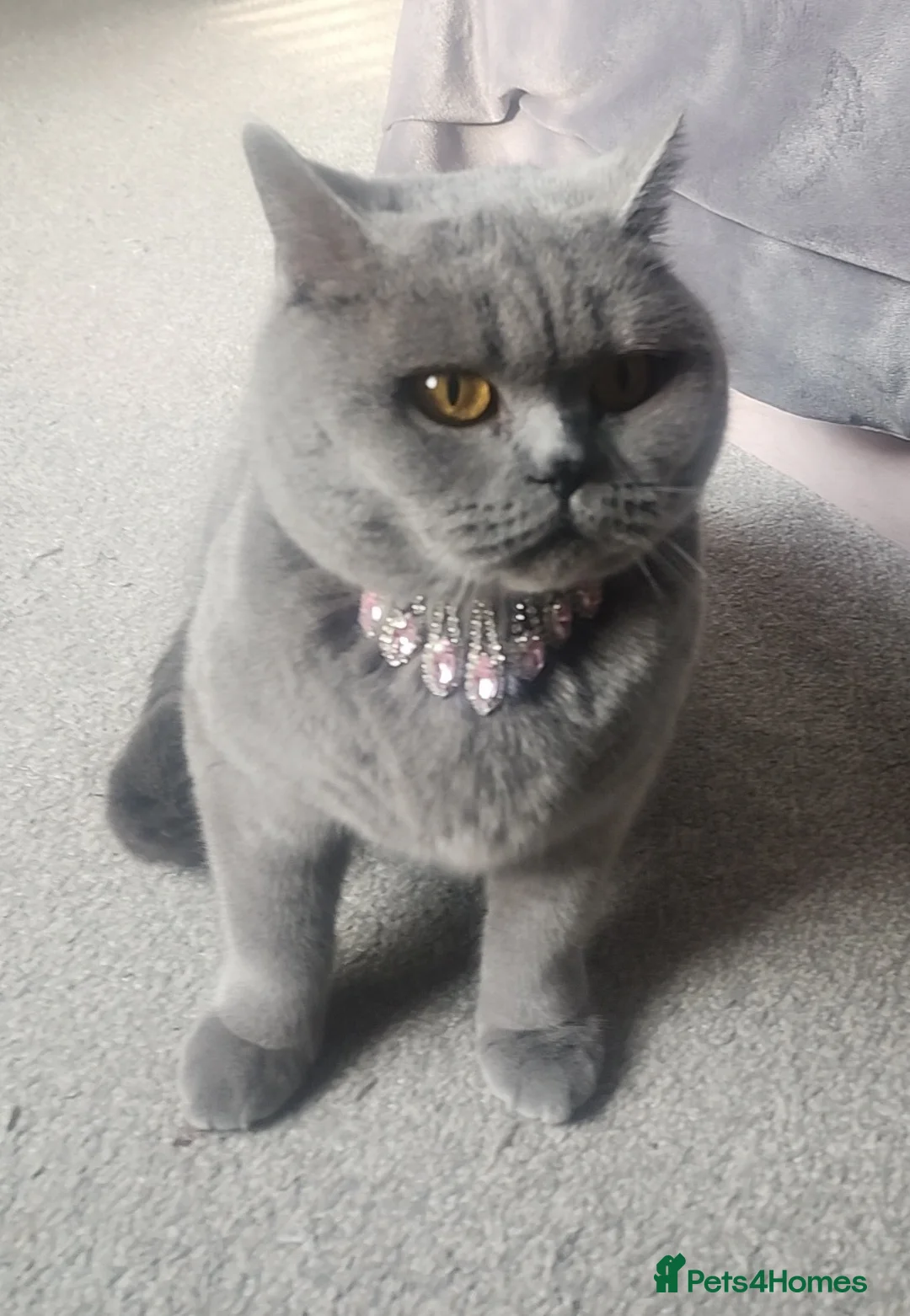 British Shorthair cats for sale: Beautiful cute kitten boy - Advert 2