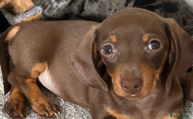 Miniature Dachshund dogs - Advert 4