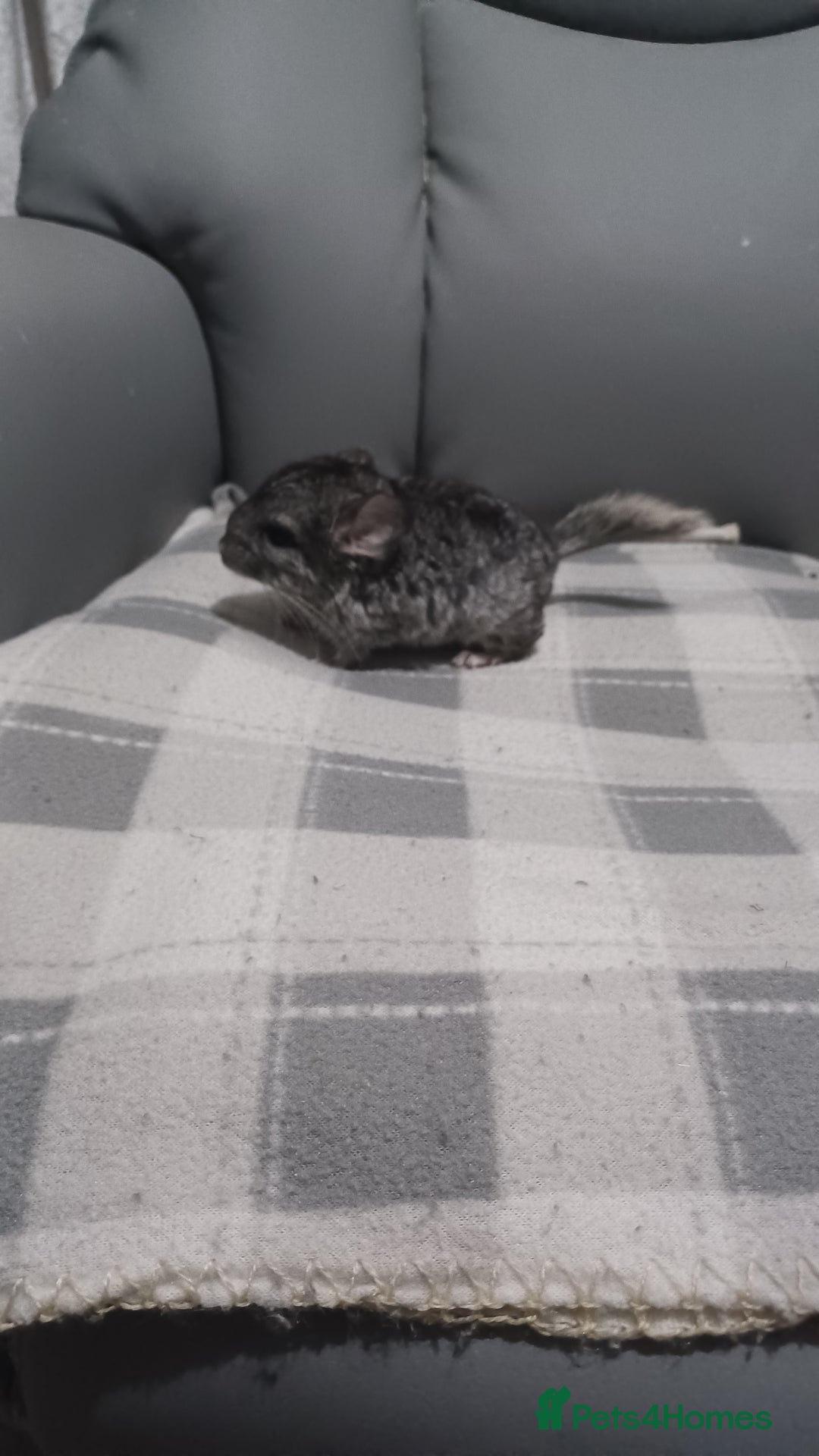 Chinchilla rodents for sale: Chinchilla kits to reserve  - Advert 18