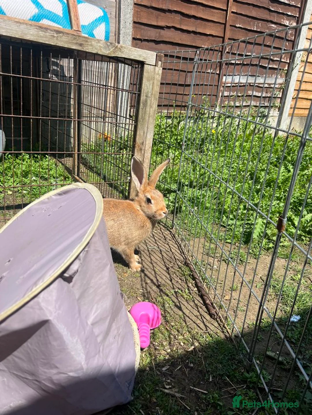 Mixed Breed rabbits for sale: Beautiful Rex cross  - Advert 5