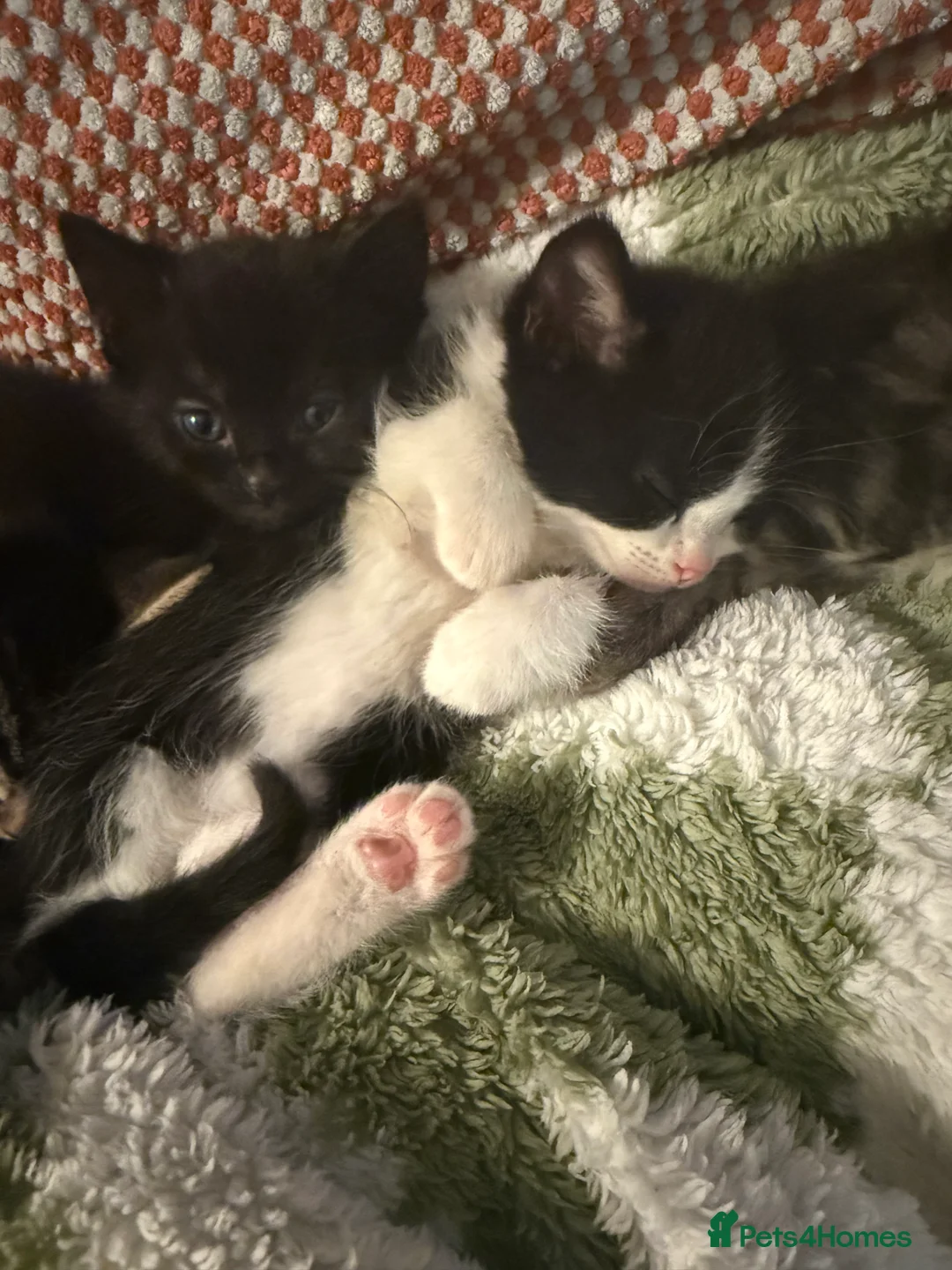 Mixed Breed cats for sale: Female kittens for sale - Advert 2